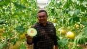 Keberhasilan Melon Blitar Menembus Pasar Singapura