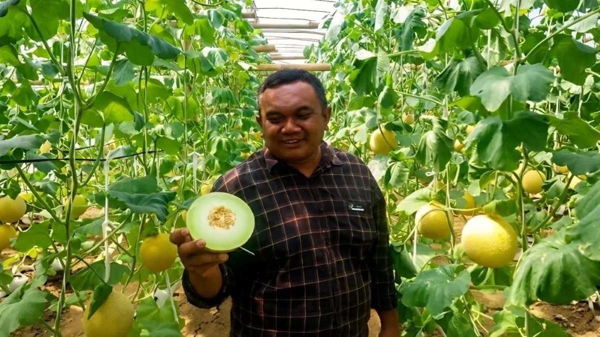 Keberhasilan Melon Blitar Menembus Pasar Singapura