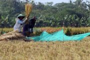 Tantangan Ketahanan Produksi Padi di Era El Niño