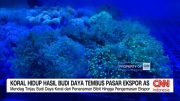Ekspor Koral Hidup Dari Banyuwangi Tembus Pasar Internasional