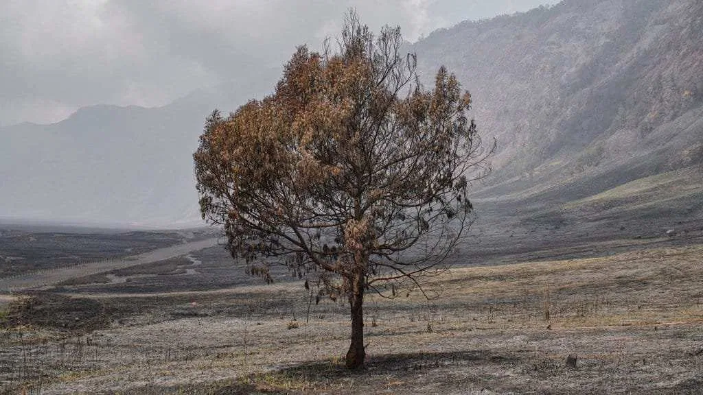 Dampak Kebakaran Hutan dan Lahan terhadap Taman Nasional di Indonesia