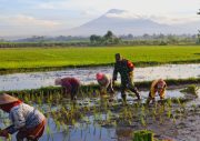 Koramil Jajaran Laksanakan Pendampingan Dan Pengawasan Ketahanan Pangan Dalam Proses Tanam Padi