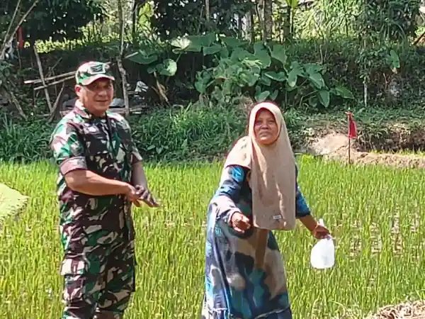 Koramil Tiris Dampingi Petani Rawat Tanaman Padi untuk Dukung Ketahanan Pangan
