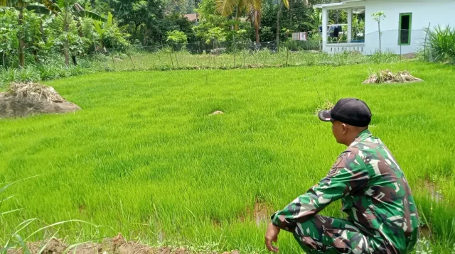 Sukseskan Gerakan Antisipasi Darurat Pangan Nasional, Koramil Gading Dampingi Perawatan Tanaman Padi