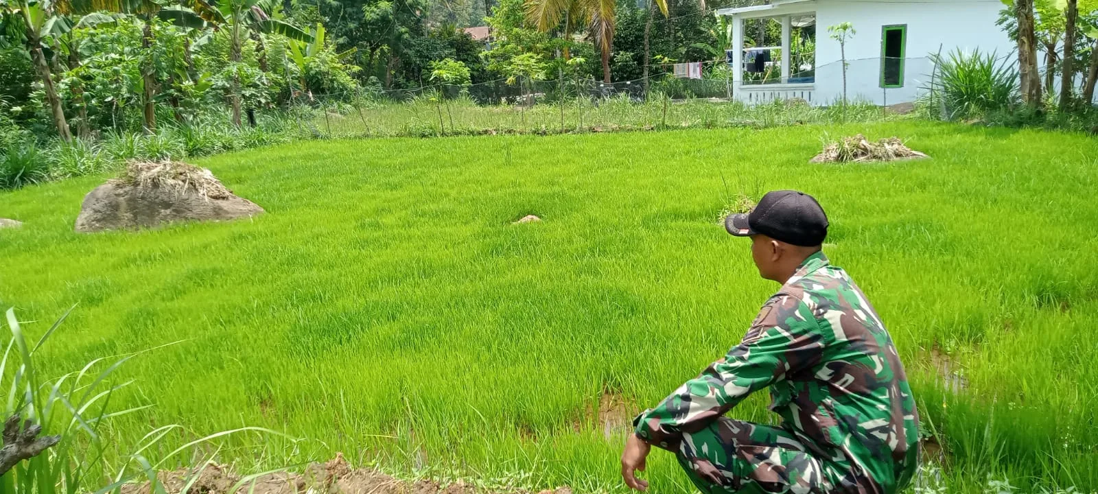 Sukseskan Gerakan Antisipasi Darurat Pangan Nasional, Koramil Gading Dampingi Perawatan Tanaman Padi