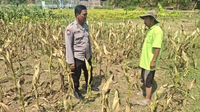 Polisi Sambangi Petani Jagung di Sumber Wetan Probolinggo, Jaga Ketahanan Pangan