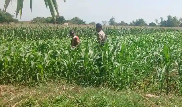 Polisi Pantau Lahan Jagung 3.300 Meter Persegi di Jrebeng Lor Probolinggo