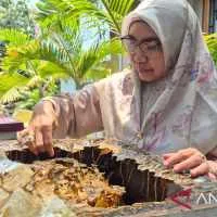 Madu Riau: Menggerakkan Ekonomi Tanpa Mengorbankan Hutan