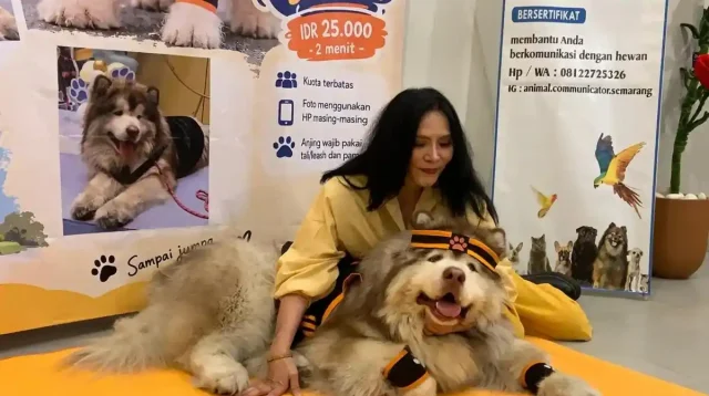 Denver: Anjing Selebriti yang Menjadi Pahlawan Anjing Telantar