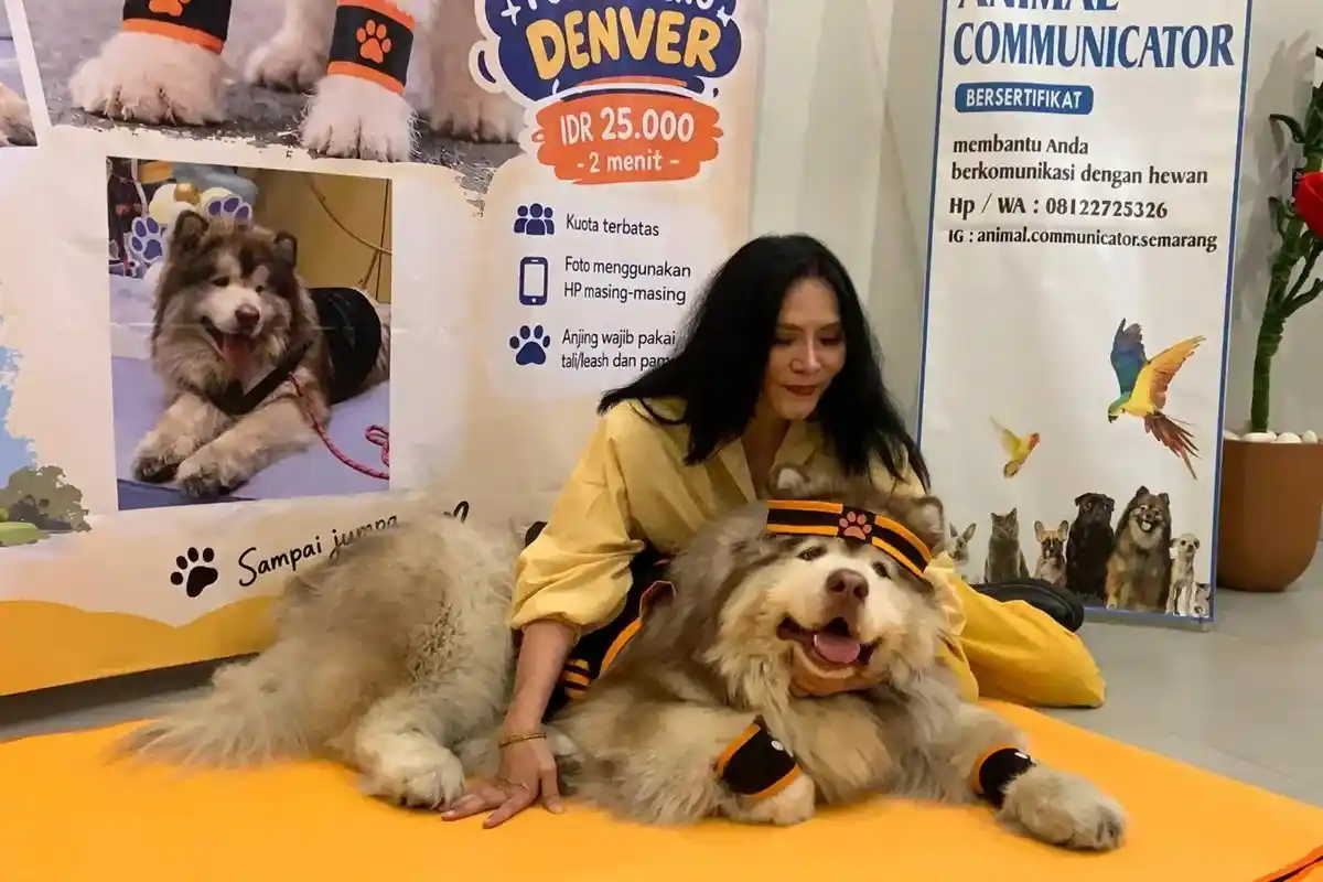 Denver: Anjing Selebriti yang Menjadi Pahlawan Anjing Telantar