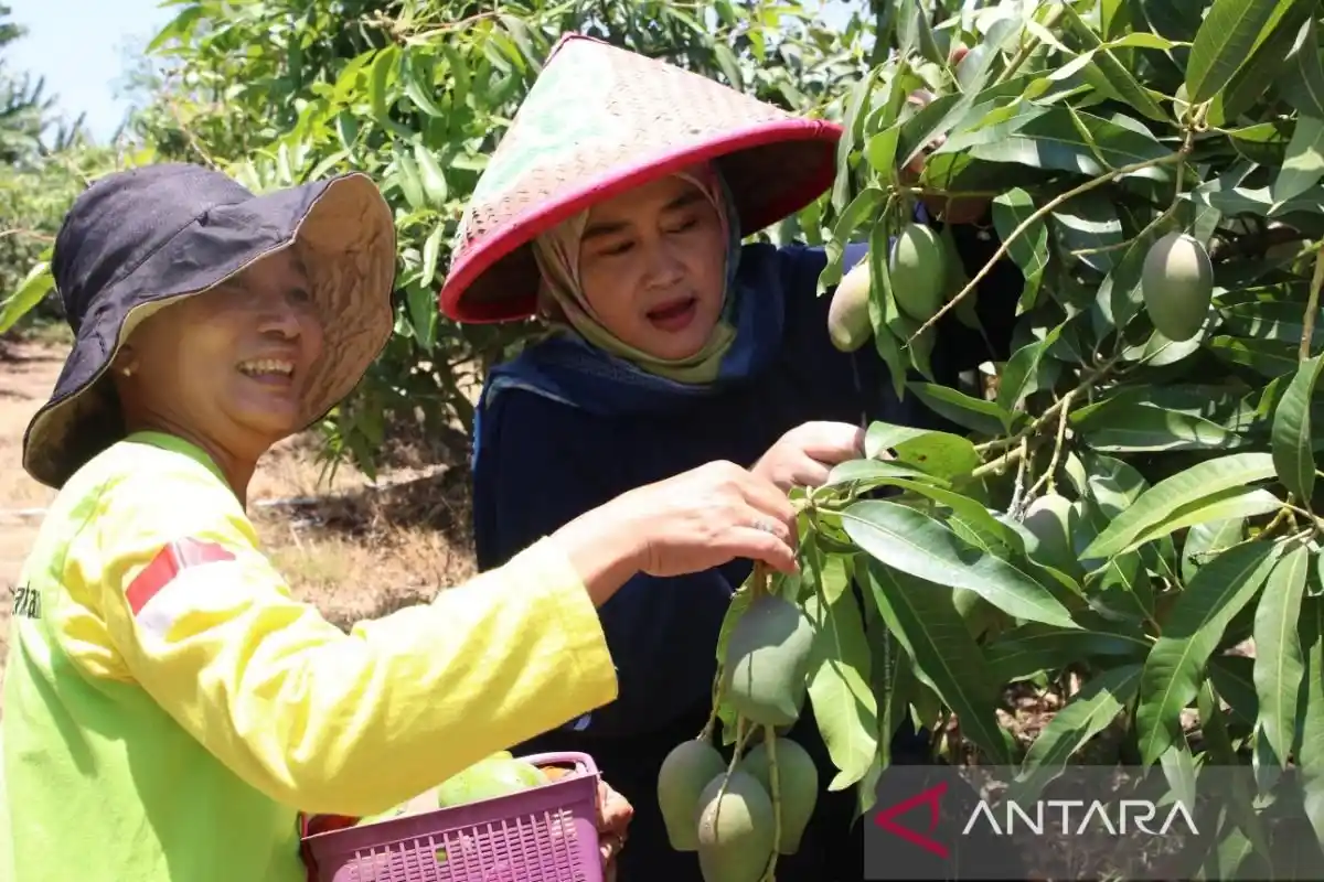 Inisiatif Urban Farming Pemerintah Cirebon untuk Setiap RW