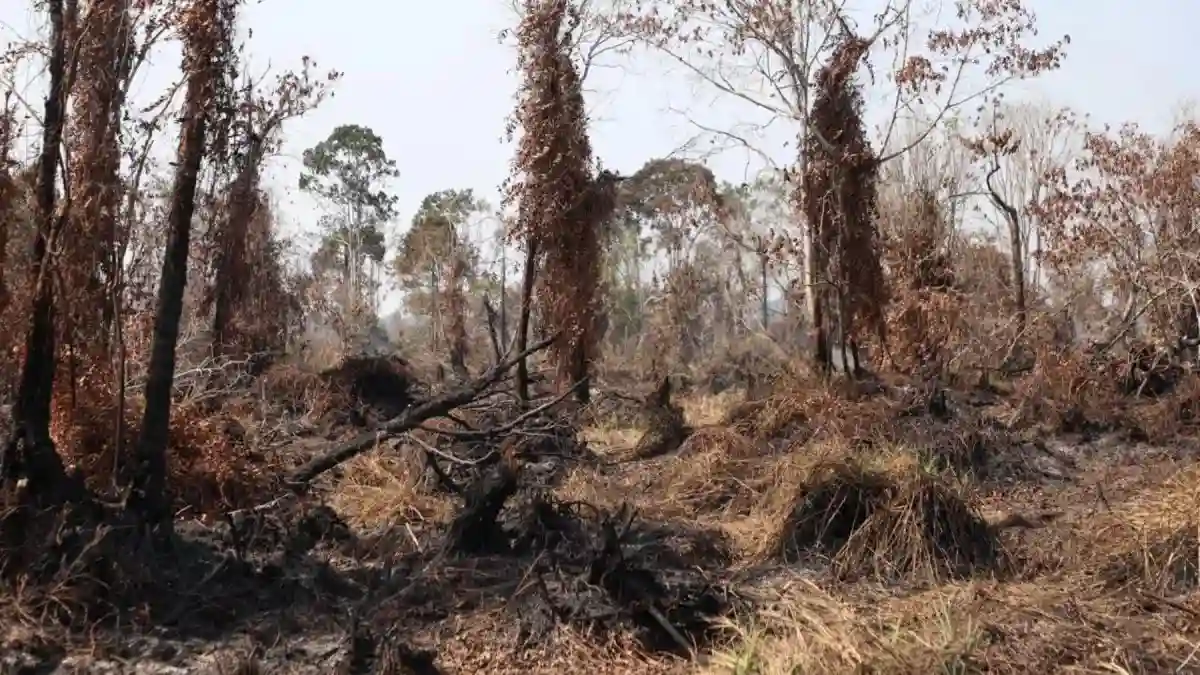 Jumlah Titik Panas Karhutla di Jambi Menurun Signifikan