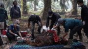Penanganan Orangutan Terpapar Asap Karhutla di Kalimantan