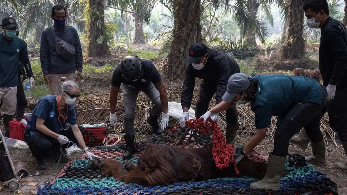 Penanganan Orangutan Terpapar Asap Karhutla di Kalimantan