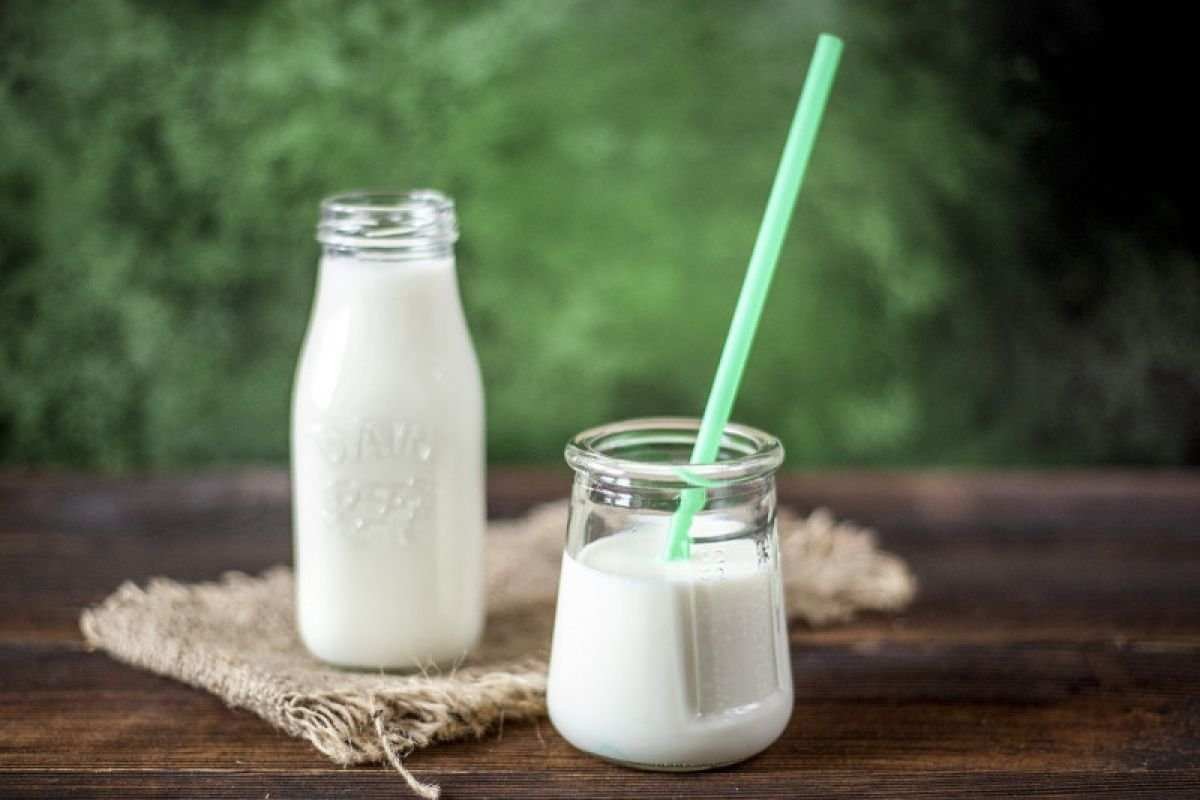 Menghadapi Intoleransi Laktosa: Pipih atau Minum Susu? Menghadapi Intoleransi Laktosa: Pipih atau Minum Susu?