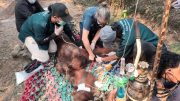 Kematian Tragis Orangutan Jantan di Kalbar Kematian Tragis Orangutan Jantan di Kalbar