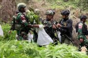 Penemuan Ladang Ganja di Pe gunungan Bintang: Tindakan TNI dan Implikasinya