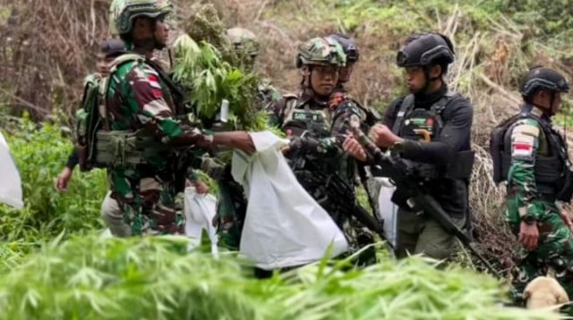 Penemuan Ladang Ganja di Pe gunungan Bintang: Tindakan TNI dan Implikasinya