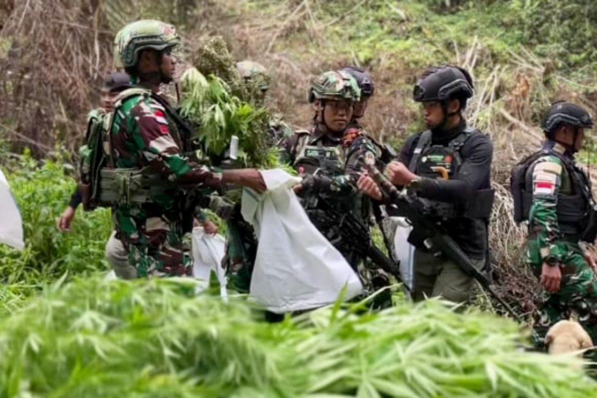 Penemuan Ladang Ganja di Pe gunungan Bintang: Tindakan TNI dan Implikasinya