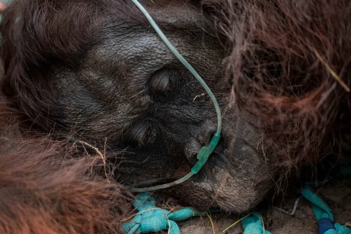 Dampak Kebakaran Hutan terhadap Populasi Orang Utan