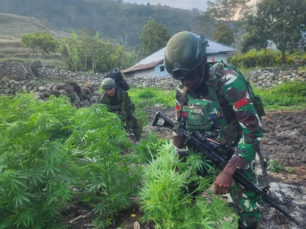 Penggagalan Peredaran Ganja di Yahukimo oleh TNI