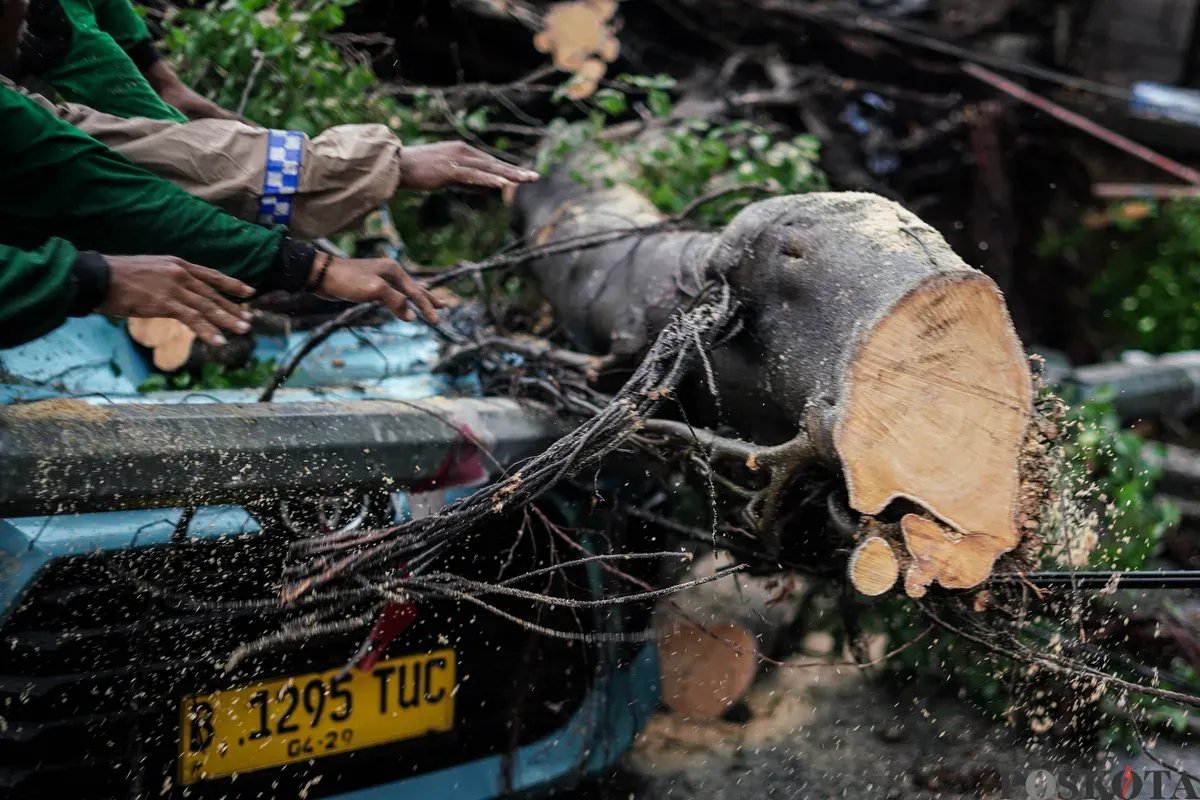 Tragedi Pohon Tumbang di Serang: Satu Tewas, Satu Terluka