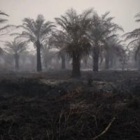 Penurunan Hotspot Kebakaran Hutan di Indonesia, Kalimantan Tengah Masih Mendominasi