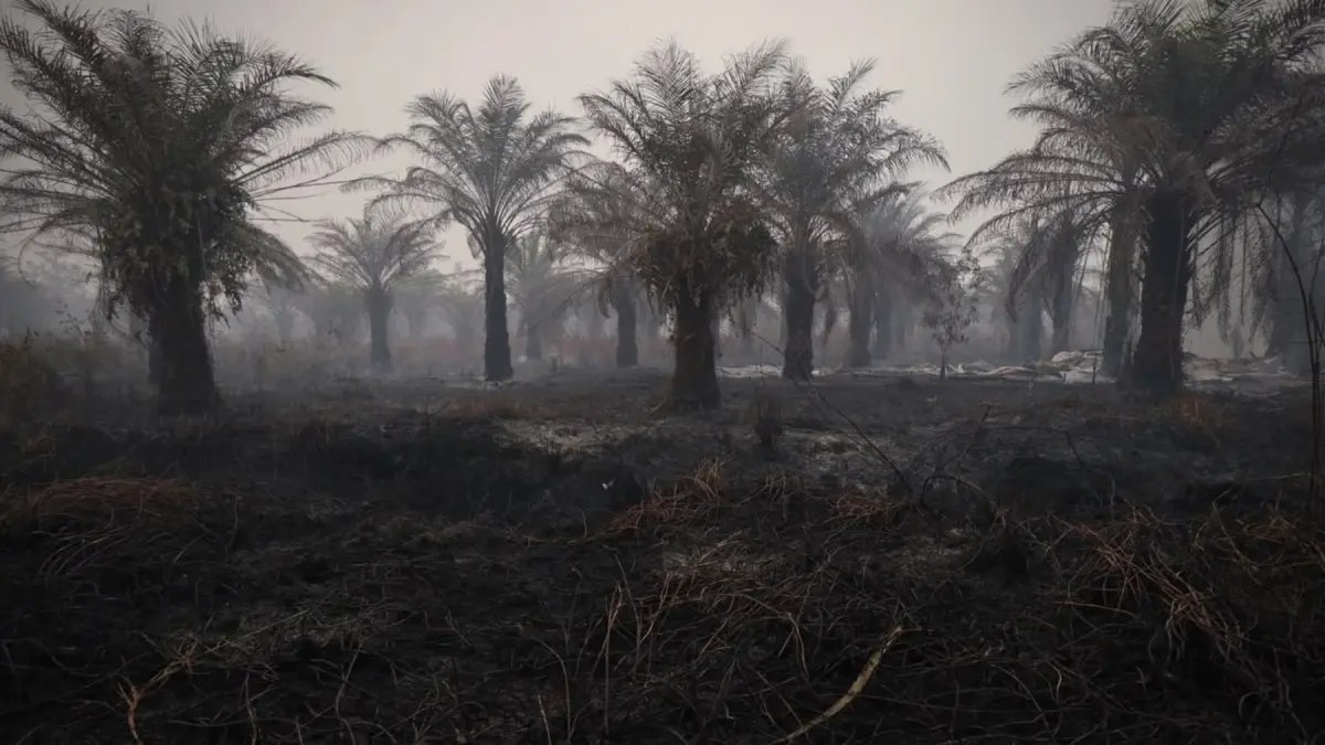 Penurunan Hotspot Kebakaran Hutan di Indonesia, Kalimantan Tengah Masih Mendominasi