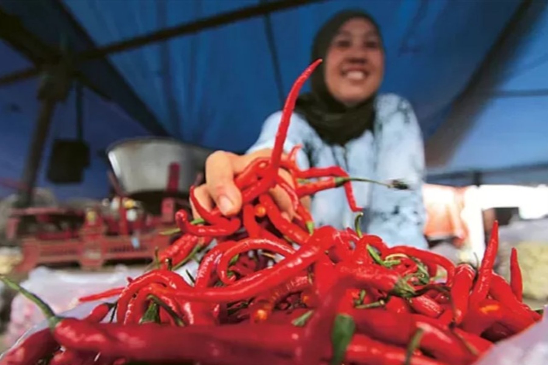 Upaya Penstabilan Harga Cabai Rawit di Indonesia