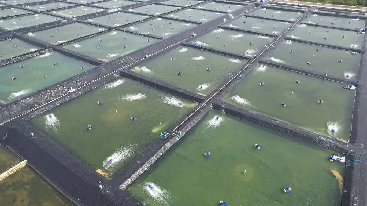 Tantangan Petambak Lokal di Tengah Arus Impor Udang Tantangan Petambak Lokal di Tengah Arus Impor Udang
