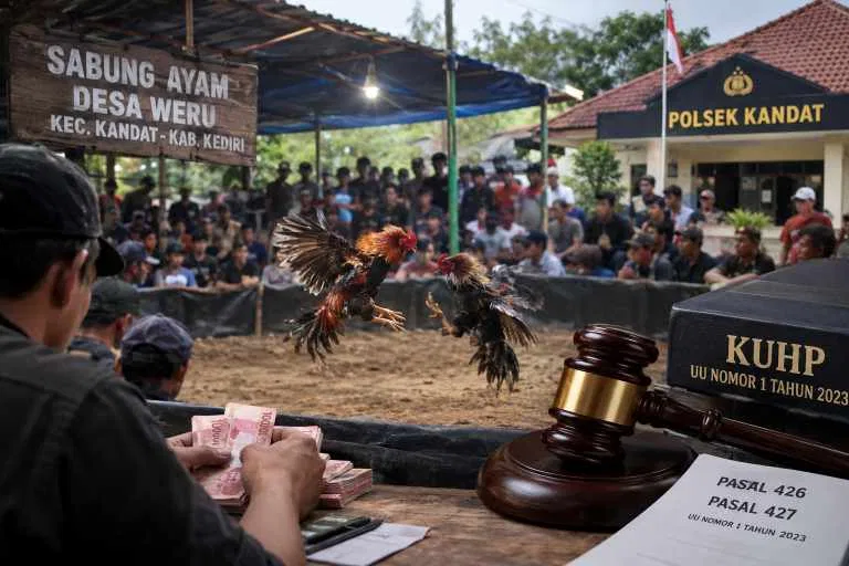 Judi Sabung Ayam di Weru Kandat Disorot, Aparat Diminta Tak Tutup Mata