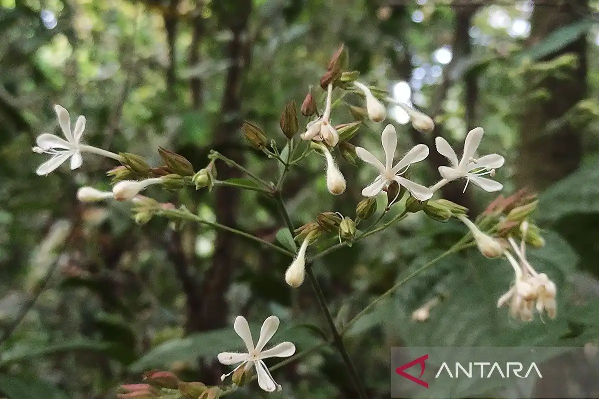 Penemuan Flora Baru yang Memperkaya Keanekaragaman Hayati di Indonesia