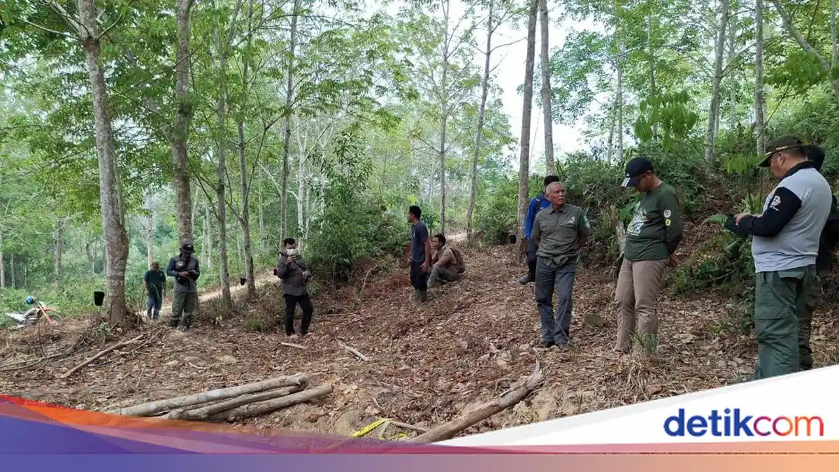 Gakkum Dalami Kematian Anak Gajah Sumatera di Konsesi PT LAJ