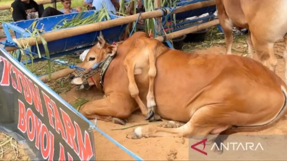Sapi Ras Madura Berkaki Enam dari Boyolali Menang di Kelas Unik Piala Presiden 2026
