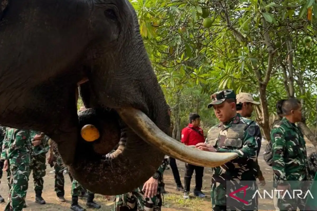 Danrem 044/Garuda Dempo Pastikan Kondisi Gajah di Padang Sugihan