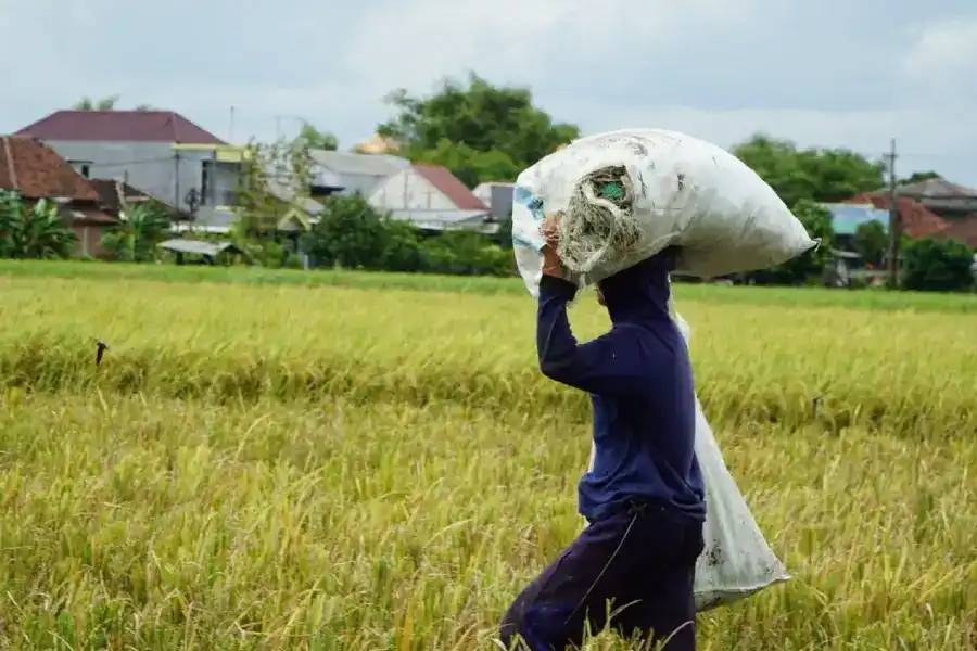 Bulog Mojokerto Amankan 77.300 Ton Beras, Realisasi Serapan Capai 107,73 Persen
