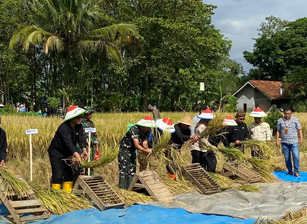Penyerapan Gabah Bulog Ciamis Capai 140 Ribu Ton hingga Oktober 2026
