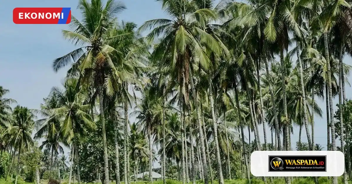 Pemerintah Rancang Peremajaan Kebun Kelapa 9.000 Hektare pada 2027