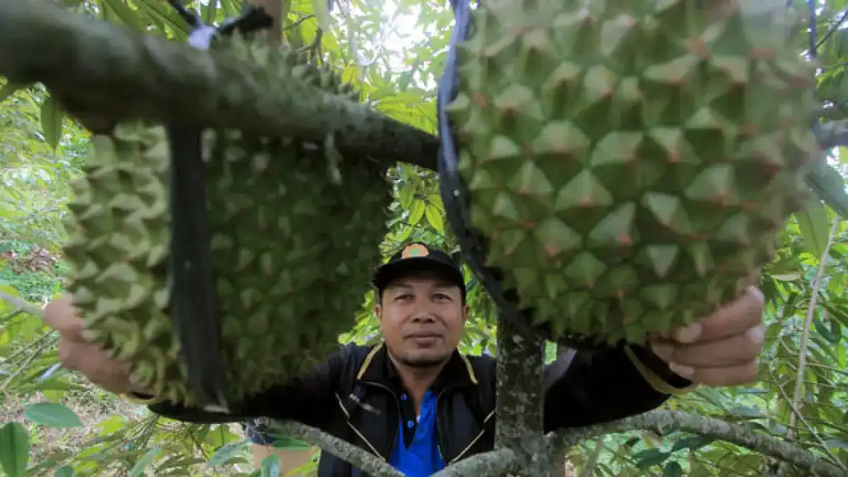 Panduan Menentukan Bibit Durian Unggul agar Lebih Cepat Berbuah