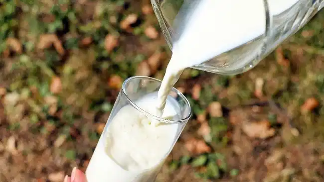 Produksi Susu RI Mulai Pulih, Ketergantungan Impor Masih Tinggi