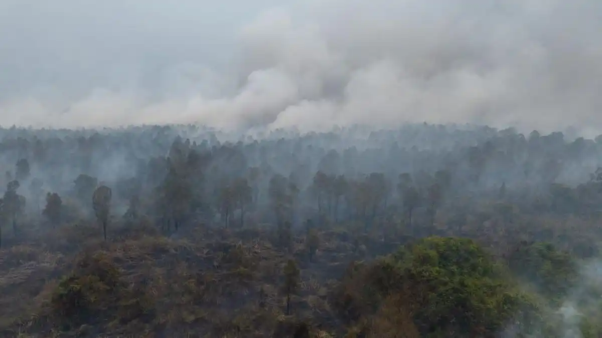 Karhutla Melanda 10 Distrik di Merauke, 63 Hektare Lahan Terbakar