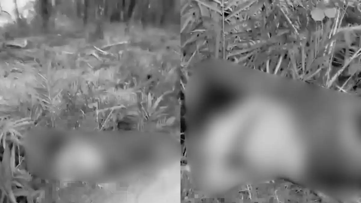 Jenazah Perempuan Ditemukan di Area Sawit Mesuji, Polisi Telusuri Penyebab Kematian