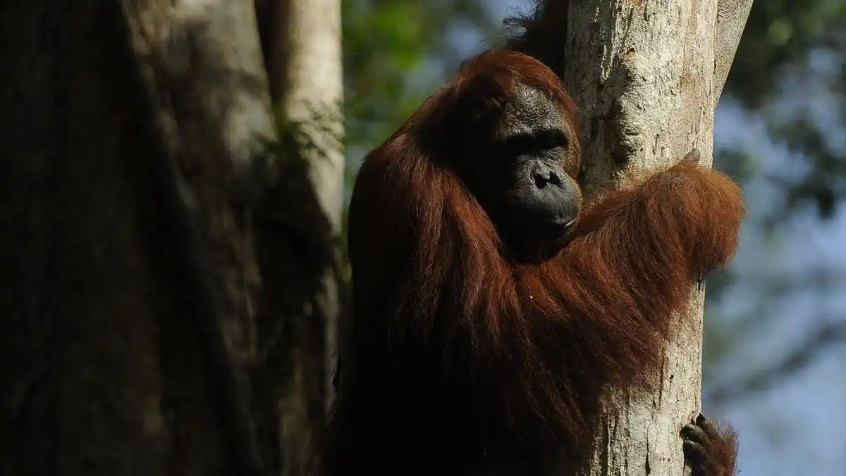 Karhutla Kotawaringin Barat Mengancam Habitat Orangutan di Tanjung Puting