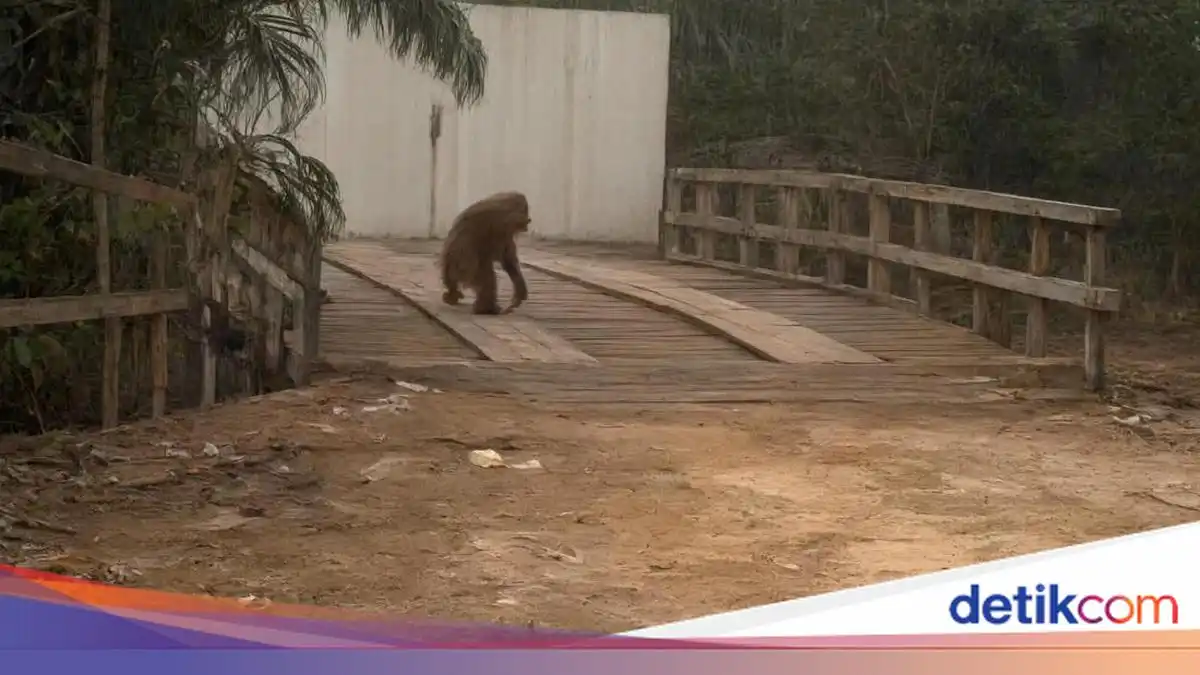 Orang Utan Terlihat di Jalan Pangkalan Bun–Kotawaringin Lama setelah Habitatnya Terbakar