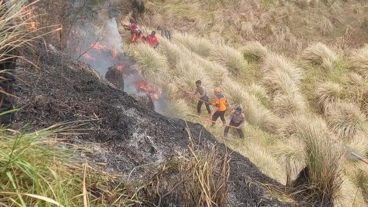 Kebakaran di Bromo Tewaskan Tiga Orang Saat Upaya Pemadaman Kebakaran di Bromo Tewaskan Tiga Orang Saat Upaya Pemadaman