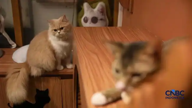 Kucing di Rumah: Tujuh Manfaat bagi Kesehatan dan Kesejahteraan Keluarga Kucing di Rumah: Tujuh Manfaat bagi Kesehatan dan Kesejahteraan Keluarga