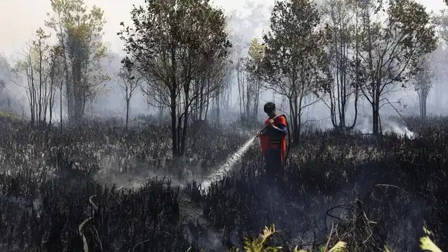 97 Perusahaan Teridentifikasi dalam Kasus Karhutla, Penanganan Hukum Berjalan