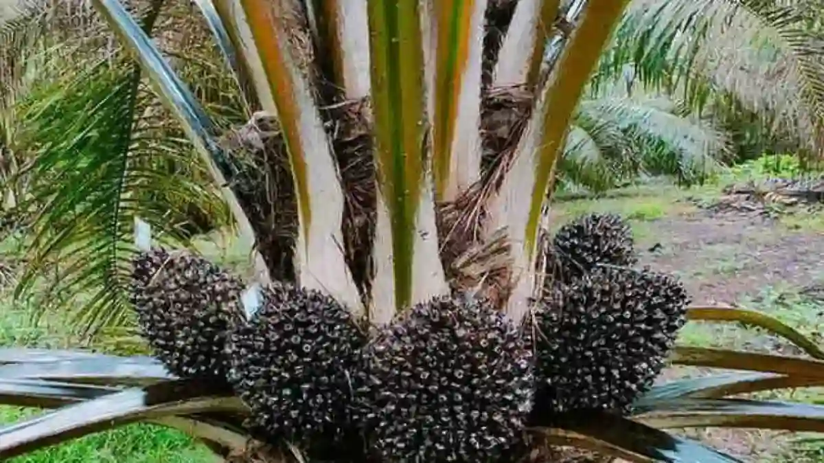 Kolaborasi Agrinas Palma dan Pertamina Bidik Pengembangan Bioenergi Sawit