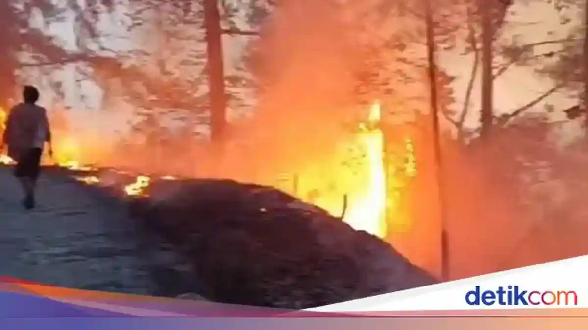 Petugas Manggala Agni Tewas Tertimpa Pohon Saat Padamkan Karhutla di Toraja Utara