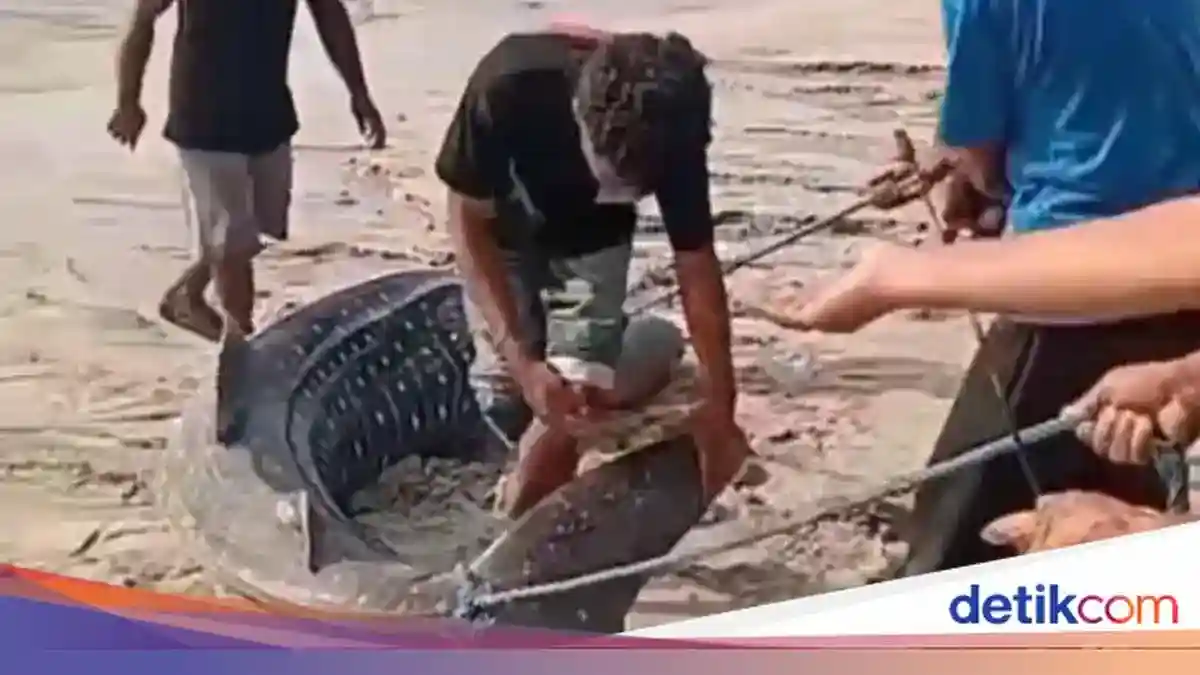 Hiu Paus Terdampar di Paga, Warga Membagikan Dagingnya untuk Dikonsumsi